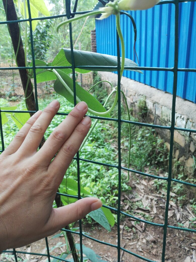 1535529624562179.jpg 1535529624562179.jpg