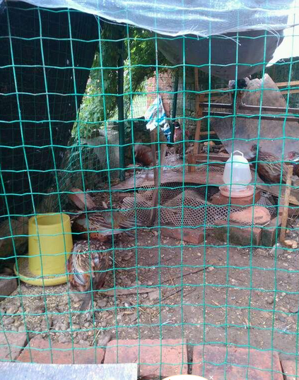 1536116332443357.png 1536116332443357.png